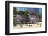 People Relaxing and Picnicking Amongst Beautiful Cherry Blossom, Tokyo Imperial Palace East Gardens-Martin Child-Framed Photographic Print