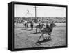 People Riding Zebras During the Ostrich Racing, Grange County Fair-Loomis Dean-Framed Stretched Canvas