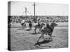 People Riding Zebras During the Ostrich Racing, Grange County Fair-Loomis Dean-Stretched Canvas