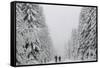 People Walk under Heavy Snowfall Near the Eastern German Town of Altenberg-David W Cerny-Framed Stretched Canvas