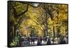 People walking in a park, Central Park Mall, Central Park, Manhattan, New York City, New York St...-Panoramic Images-Framed Stretched Canvas