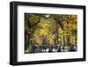 People walking in a park, Central Park Mall, Central Park, Manhattan, New York City, New York St...-Panoramic Images-Framed Photographic Print