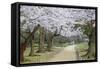 People Walking under Cherry Trees in Blossom in Koraku-En Garden-Ian Trower-Framed Stretched Canvas