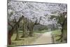 People Walking under Cherry Trees in Blossom in Koraku-En Garden-Ian Trower-Mounted Photographic Print