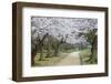 People Walking under Cherry Trees in Blossom in Koraku-En Garden-Ian Trower-Framed Photographic Print