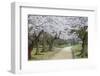 People Walking under Cherry Trees in Blossom in Koraku-En Garden-Ian Trower-Framed Photographic Print