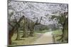 People Walking under Cherry Trees in Blossom in Koraku-En Garden-Ian Trower-Mounted Photographic Print