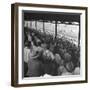 People Watching Horse Racing-null-Framed Photographic Print