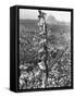 People Watching Mohandas K. Gandhi's Funeral from Tower-Margaret Bourke-White-Framed Stretched Canvas