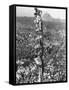 People Watching Mohandas K. Gandhi's Funeral from Tower-Margaret Bourke-White-Framed Stretched Canvas