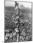 People Watching Mohandas K. Gandhi's Funeral from Tower-Margaret Bourke-White-Mounted Photographic Print