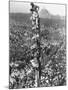 People Watching Mohandas K. Gandhi's Funeral from Tower-Margaret Bourke-White-Mounted Photographic Print