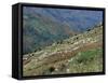 People Working in Steep Mountain Fields, at 2000M, Haiti, West Indies, Central America-Lousie Murray-Framed Stretched Canvas