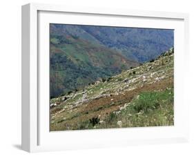 People Working in Steep Mountain Fields, at 2000M, Haiti, West Indies, Central America-Lousie Murray-Framed Photographic Print