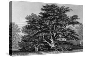 Peper Harow Park, Surrey-Thomas Allom-Stretched Canvas
