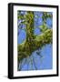 Peperomia Rotundifolia (Creeping Buttons) a Creeping Epiphyte on a Tree-Rob Francis-Framed Photographic Print