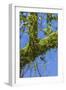 Peperomia Rotundifolia (Creeping Buttons) a Creeping Epiphyte on a Tree-Rob Francis-Framed Photographic Print