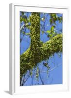 Peperomia Rotundifolia (Creeping Buttons) a Creeping Epiphyte on a Tree-Rob Francis-Framed Photographic Print