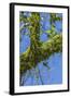 Peperomia Rotundifolia (Creeping Buttons) a Creeping Epiphyte on a Tree-Rob Francis-Framed Photographic Print