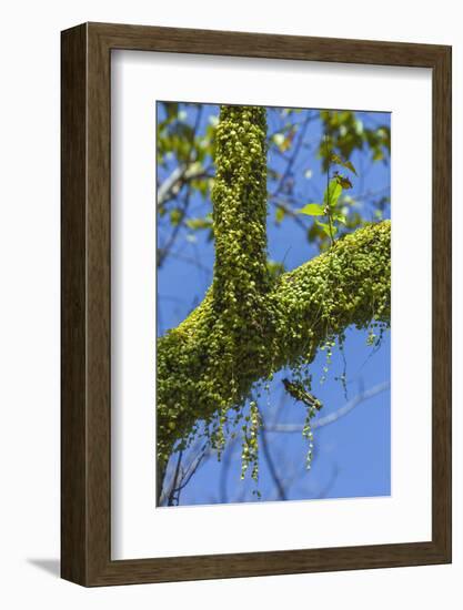 Peperomia Rotundifolia (Creeping Buttons) a Creeping Epiphyte on a Tree-Rob Francis-Framed Photographic Print