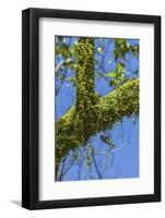 Peperomia Rotundifolia (Creeping Buttons) a Creeping Epiphyte on a Tree-Rob Francis-Framed Photographic Print