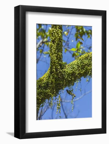 Peperomia Rotundifolia (Creeping Buttons) a Creeping Epiphyte on a Tree-Rob Francis-Framed Photographic Print