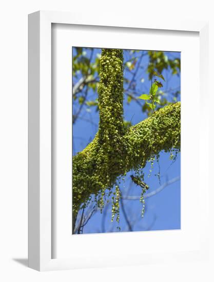 Peperomia Rotundifolia (Creeping Buttons) a Creeping Epiphyte on a Tree-Rob Francis-Framed Photographic Print