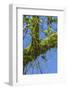 Peperomia Rotundifolia (Creeping Buttons) a Creeping Epiphyte on a Tree-Rob Francis-Framed Photographic Print