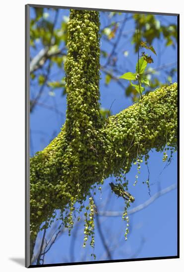 Peperomia Rotundifolia (Creeping Buttons) a Creeping Epiphyte on a Tree-Rob Francis-Mounted Photographic Print