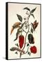 Pepper Plant-Maria Sibylla Merian-Framed Stretched Canvas