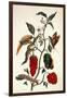 Pepper Plant-Maria Sibylla Merian-Framed Giclee Print