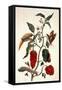 Pepper Plant-Maria Sibylla Merian-Framed Stretched Canvas