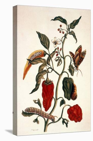Pepper Plant-Maria Sibylla Merian-Stretched Canvas