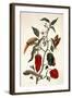 Pepper Plant-Maria Sibylla Merian-Framed Giclee Print