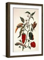 Pepper Plant-Maria Sibylla Merian-Framed Giclee Print