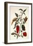 Pepper Plant-Maria Sibylla Merian-Framed Giclee Print