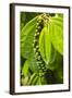 Pepper Tree and Pepper Fruit, Sarawak, Malaysian Borneo, Malaysia, Southeast Asia, Asia-Nico Tondini-Framed Photographic Print