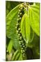 Pepper Tree and Pepper Fruit, Sarawak, Malaysian Borneo, Malaysia, Southeast Asia, Asia-Nico Tondini-Mounted Photographic Print