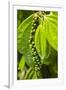 Pepper Tree and Pepper Fruit, Sarawak, Malaysian Borneo, Malaysia, Southeast Asia, Asia-Nico Tondini-Framed Photographic Print