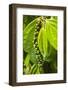 Pepper Tree and Pepper Fruit, Sarawak, Malaysian Borneo, Malaysia, Southeast Asia, Asia-Nico Tondini-Framed Photographic Print