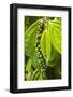 Pepper Tree and Pepper Fruit, Sarawak, Malaysian Borneo, Malaysia, Southeast Asia, Asia-Nico Tondini-Framed Photographic Print