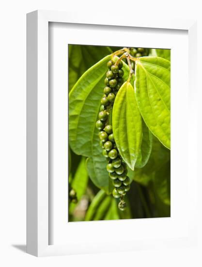 Pepper Tree and Pepper Fruit, Sarawak, Malaysian Borneo, Malaysia, Southeast Asia, Asia-Nico Tondini-Framed Photographic Print