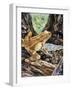 Pepper Treefrog or Veined Tree Frog (Trachycephalus Venulosus), Hylidae-null-Framed Giclee Print