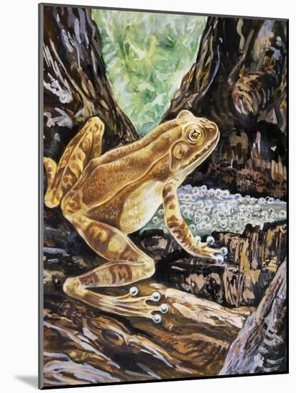 Pepper Treefrog or Veined Tree Frog (Trachycephalus Venulosus), Hylidae-null-Mounted Giclee Print