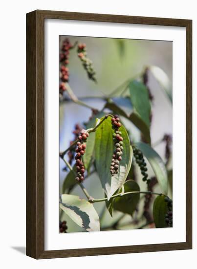 Peppercorn Plant, Kerala, India, Asia-Martin Child-Framed Photographic Print