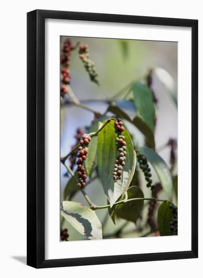 Peppercorn Plant, Kerala, India, Asia-Martin Child-Framed Photographic Print