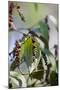 Peppercorn Plant, Kerala, India, Asia-Martin Child-Mounted Photographic Print