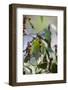 Peppercorn Plant, Kerala, India, Asia-Martin Child-Framed Photographic Print