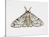 Peppered Moth (Biston Betularia), Geometridae-null-Stretched Canvas