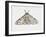 Peppered Moth (Biston Betularia), Geometridae-null-Framed Giclee Print